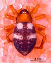 Dipoenoides mulaiki - photo 3