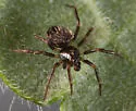 Dipoenoides mulaiki - photo 4