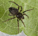 Dipoenoides mulaiki - photo 5