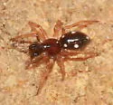 Dipoenoides quinquemaculata - photo 2