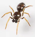 Dipoenoides quinquemaculata - photo 4