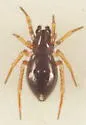 Dipoenoides quinquemaculata - photo 5