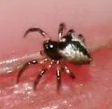 Dipoenoides taczanowskii