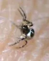 Dipoenoides taczanowskii - photo 2