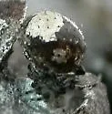 Dipoenoides tavara
