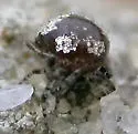 Dipoenoides tavara - photo 4