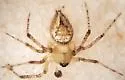 Dipoenoides texana