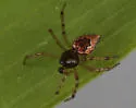 Dipoenoides texana - photo 2
