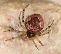 Dipoenoides texana - photo 3