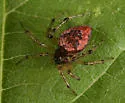 Dipoenoides texana - photo 4