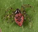 Dipoenoides texana - photo 5