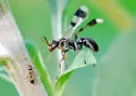 Dipogon calipterus - photo 2