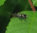 Dipogon calipterus - photo 5