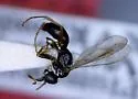 Dipogon fulleri