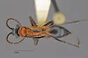 Dipogon iracundus - Dipogon iracundus