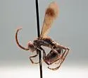 Dipogon papago