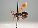 Dipogon pulchripennis