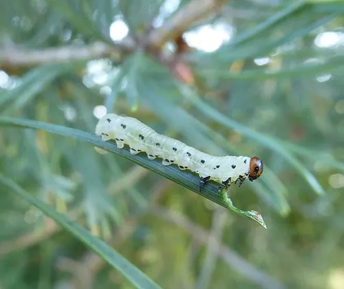 Pine Sawfly