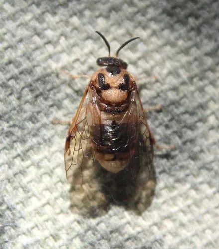 Introduced Pine Sawfly - Diprion similis