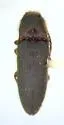 Dipropus asper
