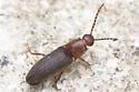 Dipropus asper - photo 2
