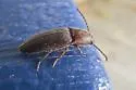 Dipropus asper - photo 3