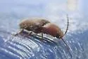Dipropus asper - photo 4