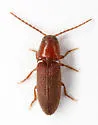 Dipropus asper - photo 5