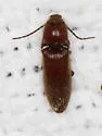 Dipropus ferreus