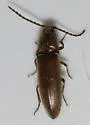 Dipropus ferreus - photo 2