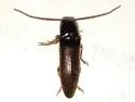 Dipropus schwarzi - photo 2