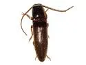 Dipropus schwarzi - photo 3