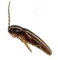 Dipropus schwarzi - photo 4
