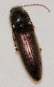 Dipropus simplex