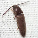 Dipropus simplex - photo 2