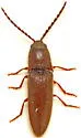 Dipropus simplex - photo 3