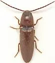 Dipropus simplex - photo 4