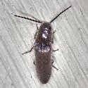 Dipropus simplex - photo 5