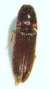 Dipropus soleatus - Dipropus soleatus