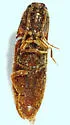 Dipropus soleatus - photo 2