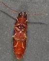 Dipropus soleatus - photo 4