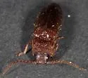 Dipropus soleatus - photo 5