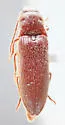 Dipropus sonora