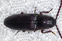 Dipropus yaqui