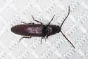 Dipropus yaqui - photo 2