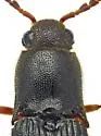 Dipropus yaqui - photo 3