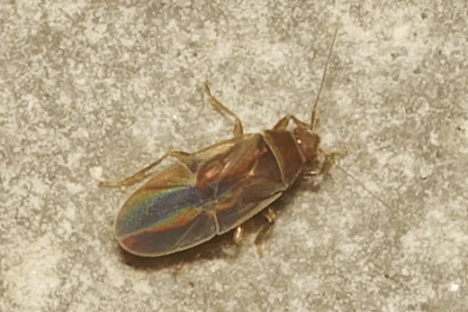 Dipsocoridae - photo 2