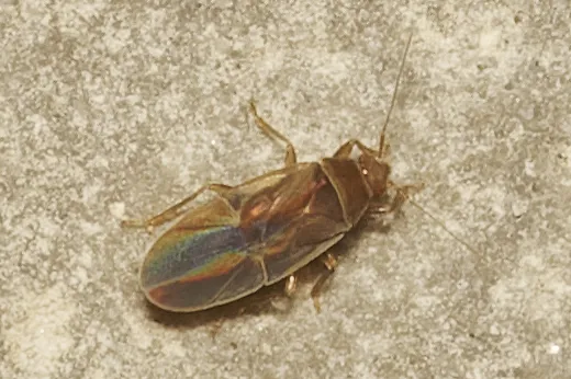 Dipsocoridae - photo 3
