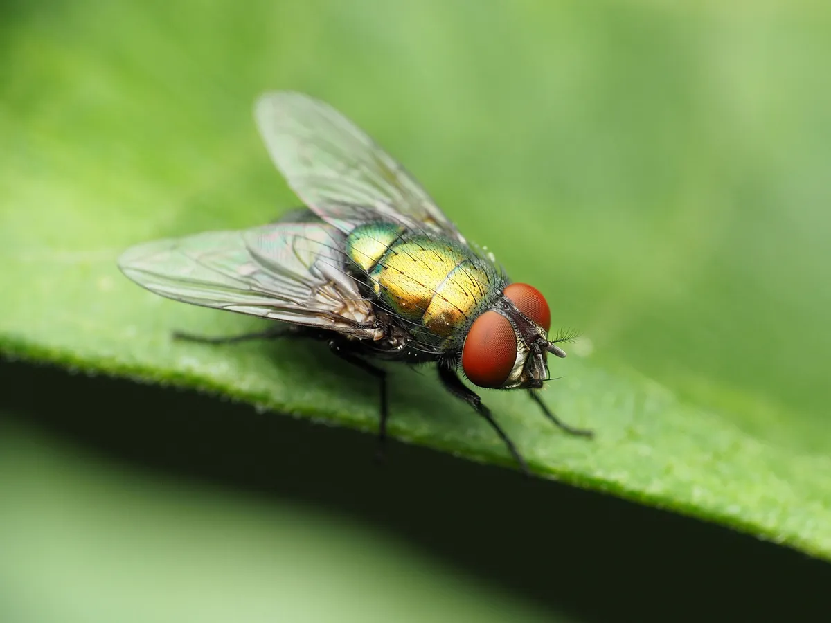 Flies - Diptera