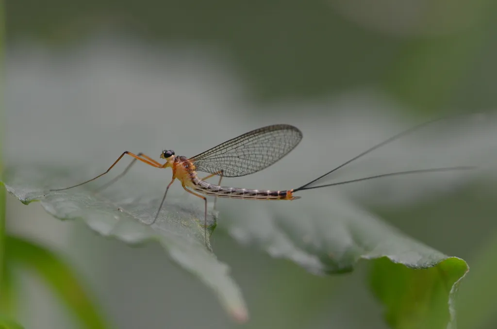 Dipteromimidae - photo 2